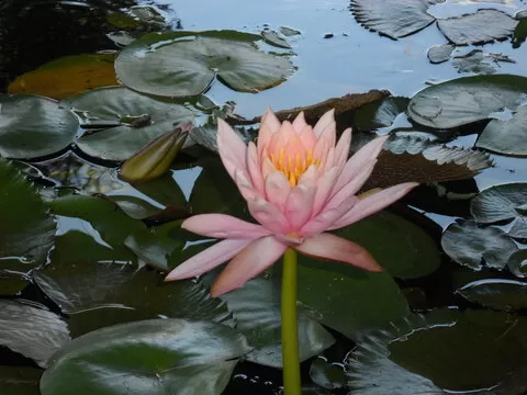 实时彩票开奖视频直播，公正透明